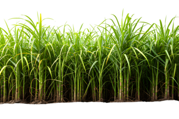 sugar cane plantation isolated on transparent background ,generative ai