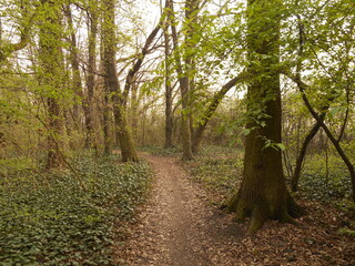 Forest in spring, green leaves on the bushes and a path