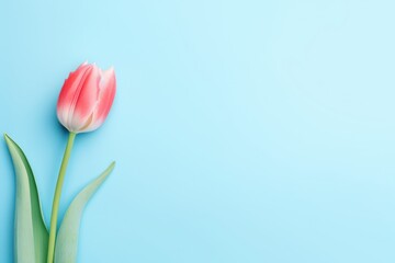 Pastel Blue Tulip Flower on Flat Lay Background AI Generated