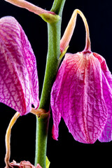 purple orchid flower
