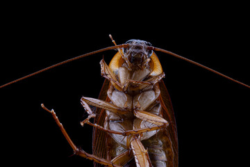 close up of a cockroach