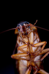 close up of a cockroach