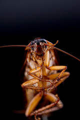 cockroach