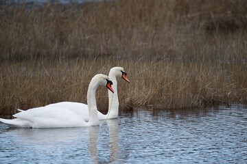 two swans swimming on winter pond