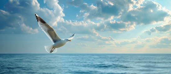 Fototapeta premium Flying seagull over the ocean.