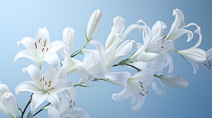 Fototapeta na wymiar Luminous White Lilies: Intricate Petals Unfurling Under the Sun's Touch AI Generated