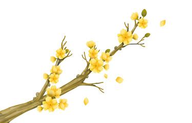 branch with apricot blossom flowers