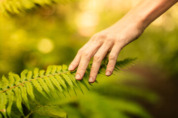 Woman's hand touching green fern leaf in the forest. People love nature concept. 