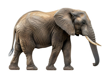elephant side view isolated on transparent background ,generative ai