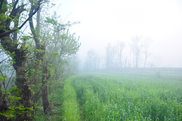 Morning clouds weather,misty morning in the forest