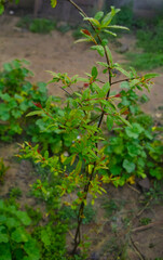 greenleaves drops water plant in the garden