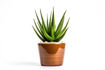 Aloe Vera in Pot Isolated, Mini Aloe Vera Plants Growing in Home Pots, Aloevera Ingredient