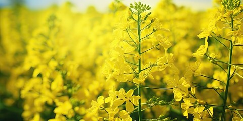 Obraz premium Canola Flowers, Rapeseed Field, Yellow Blooming Meadow