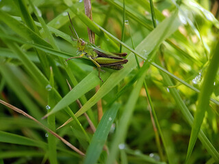 grasshopper in grass