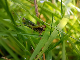 grasshopper in grass