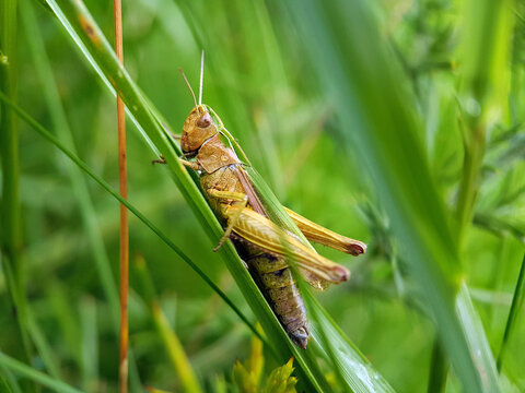 grasshopper in grass