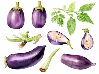 Watercolor Eggplant Isolated, Aquarelle Aubergine, Egg Plant, Watercolor Eggplant, Brinjal Vegetables