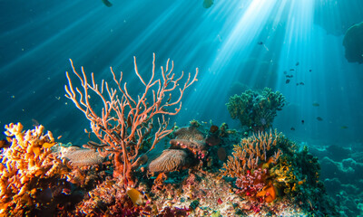 Fototapeta na wymiar Tiefsee-Magie: Strahlende Sonnenstrahlen in korallenreichen Gewässern