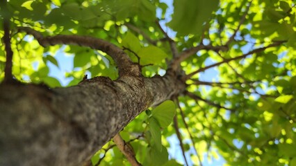 green leaves on a tree