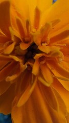 close up of yellow flower