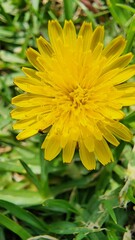 yellow dandelion flower