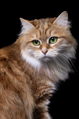 beauty cat  portrait Kurilian Bobtail  