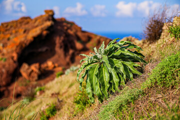 Asplenium Scolopendrium fern ball growing on the slopes of the Ponta de São Lourenço (tip of St...