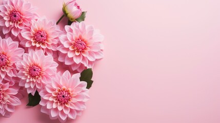 Beautiful pink dahlia flowers on a pink background. Place for text. Generative AI