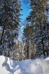 Winter forest after snowfall.Beauty of winter nature.