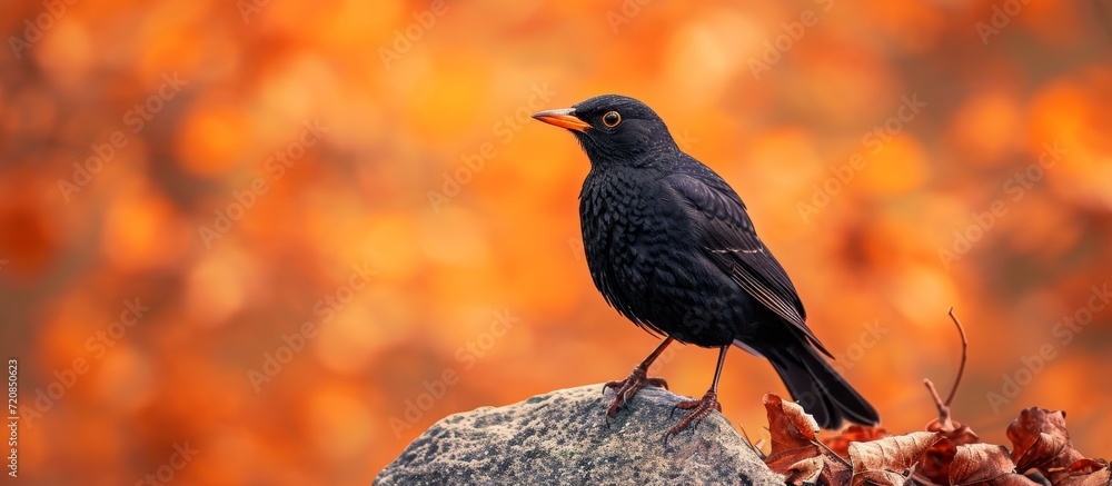 Poster Enchanting Blackbird (Turdus merula) amidst captivating orange background, Blackbird (Turdus merula), orange, intense background ornate the image