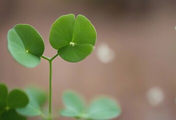  iron growing s rusty that shapes tiny clover heartshaped created seem been Leaves leavesplant February small 14 have