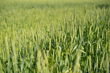 Green background with a photo of young wheat ears. Green ears of wheat