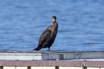 cormorant on pier