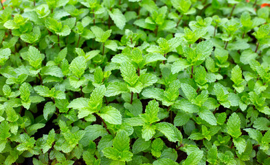 Fresh green leaves of mint plant