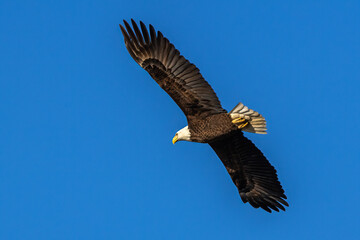 american bald eagle