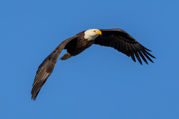 bald eagle in flight