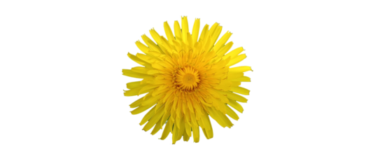 yellow dandelion isolated on black background. Nature.