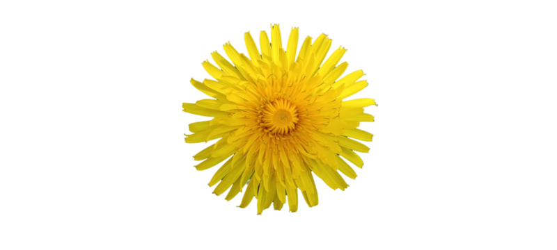 yellow dandelion isolated on black background. Nature.