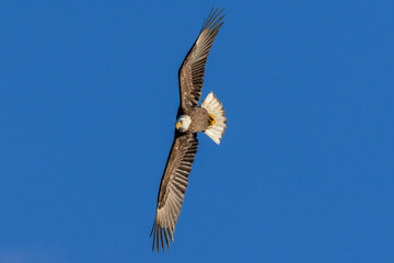 eagle in flight