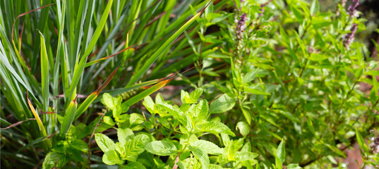 Holy basil with lemongrass and holy basil in vegetable garden. Fresh green leaves of herb plant