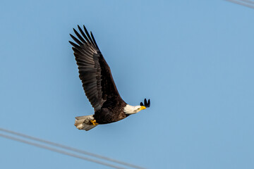 american bald eagle
