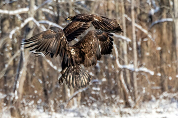 immature bald eagle in flight