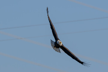 bald eagle in flight