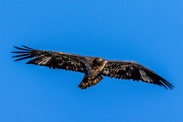 bald eagle in flight