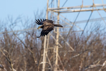 immature bald eagle in flight