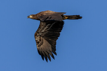 eagle in flight