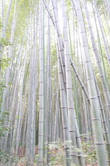 Arashiyama Bamboo Grove - Kyoto, Japan
