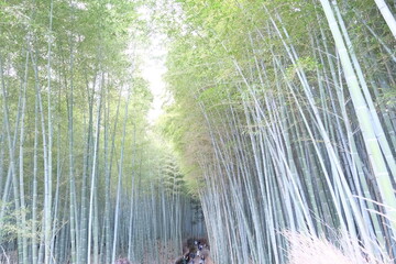 Arashiyama Bamboo Grove - Kyoto, Japan