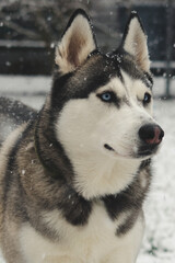 Siberian husky dog in the snow