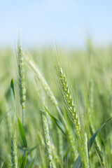 Fototapeta premium Ear of green wheat with grain bearing tip growing in sunshine with blue sky